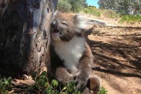 娱乐吃瓜酱考拉打架,娱乐吃瓜酱背后的神秘冲突揭秘